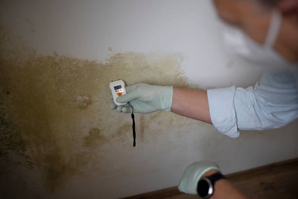 Best Insurance-Related Mold Remediation in Dundee, MI